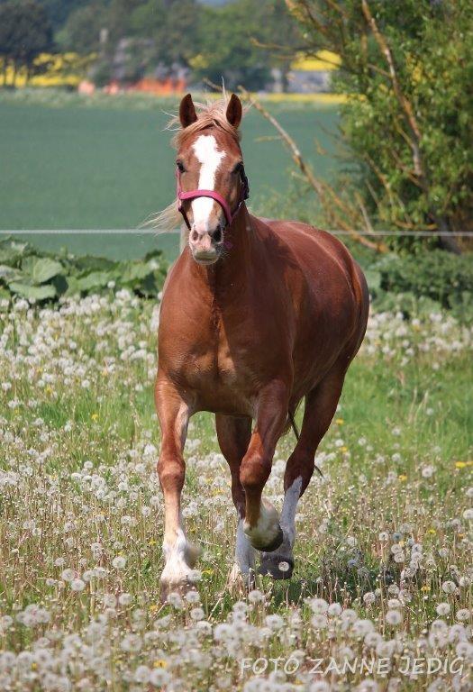 Welsh Cob (sec D) Frenderupgårds june billede 3