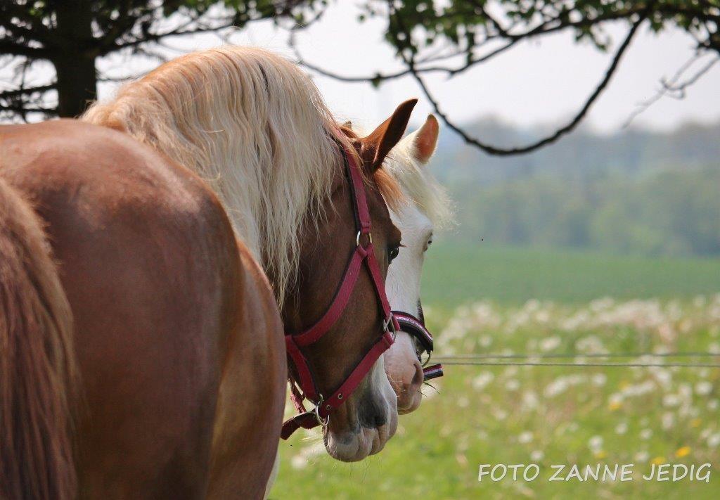 Welsh Cob (sec D) Frenderupgårds june billede 4