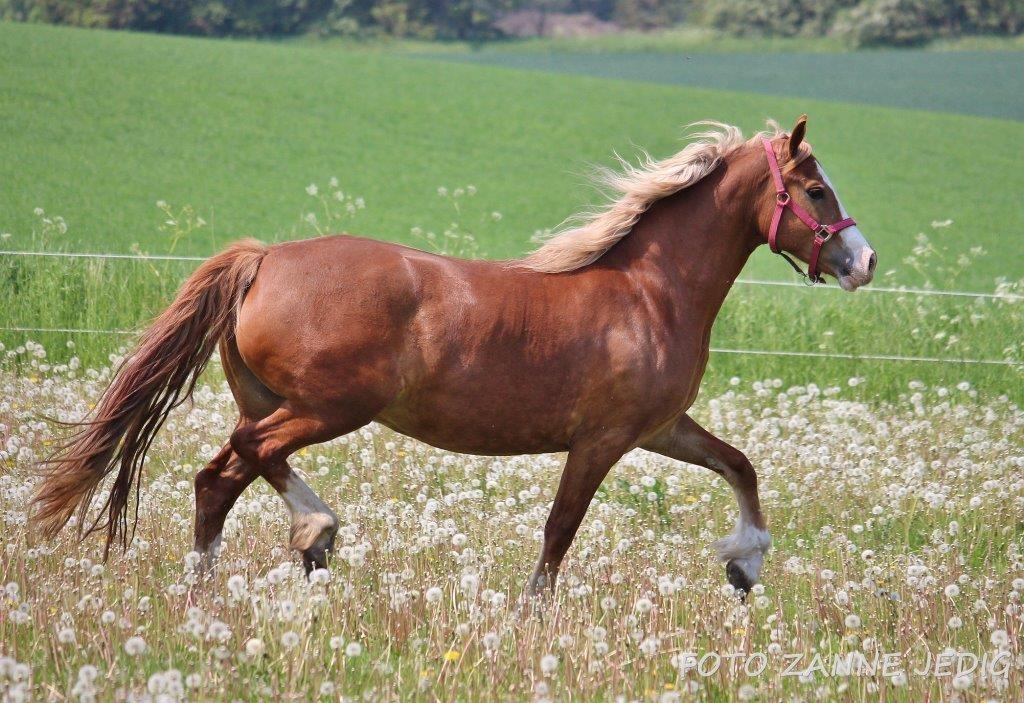 Welsh Cob (sec D) Frenderupgårds june billede 5