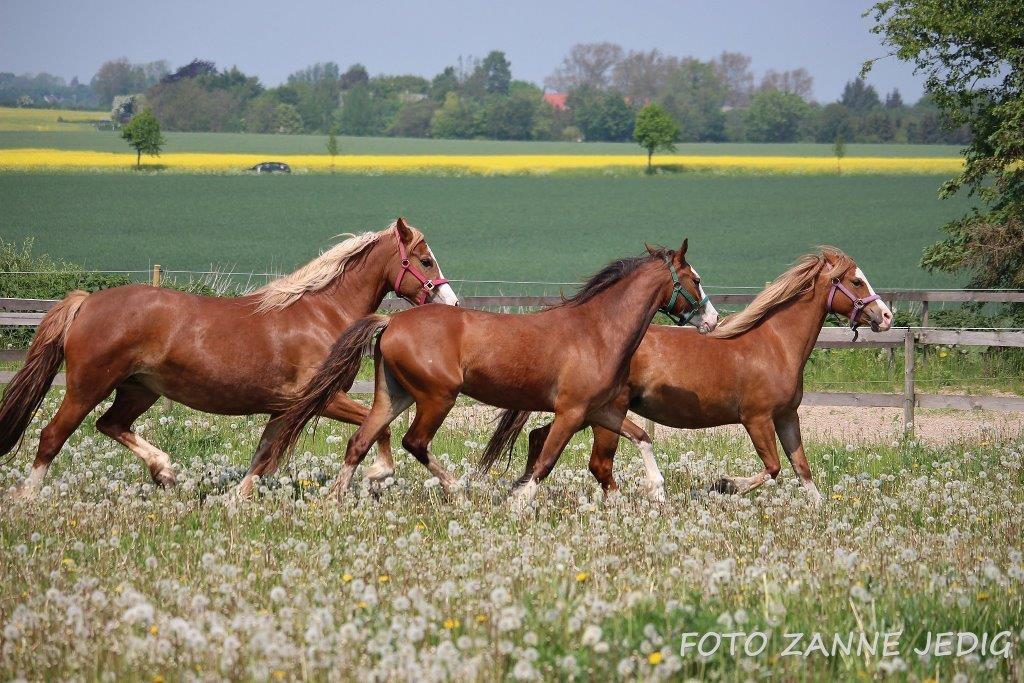 Welsh Cob (sec D) Frenderupgårds june billede 6