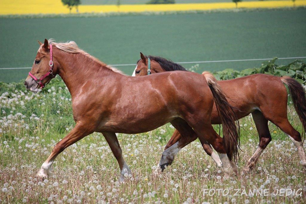 Welsh Cob (sec D) Frenderupgårds june billede 7