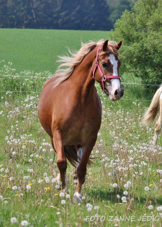 Welsh Cob (sec D) Frenderupgårds june billede 8