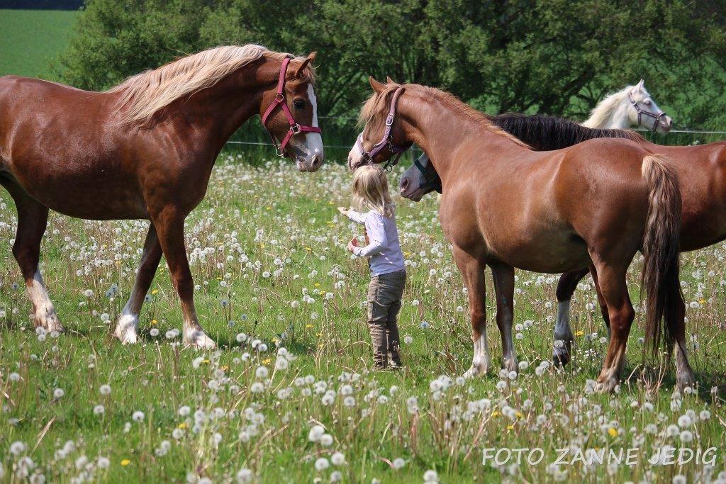 Welsh Cob (sec D) Frenderupgårds june billede 9