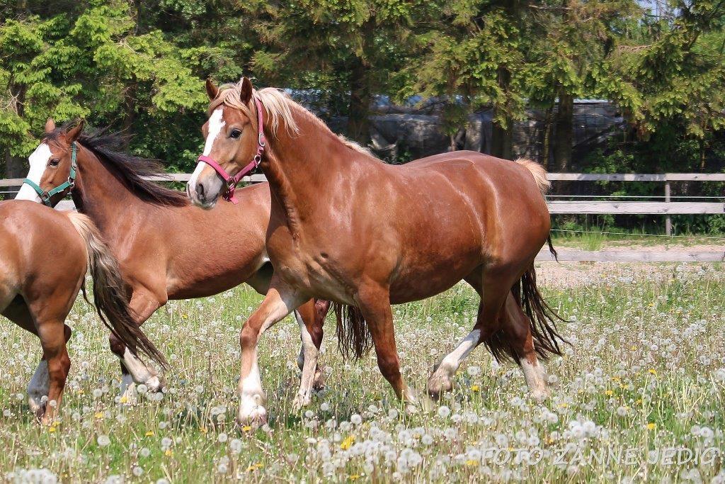 Welsh Cob (sec D) Frenderupgårds june billede 10