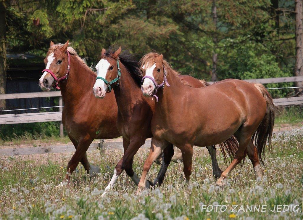 Welsh Cob (sec D) Frenderupgårds june billede 11