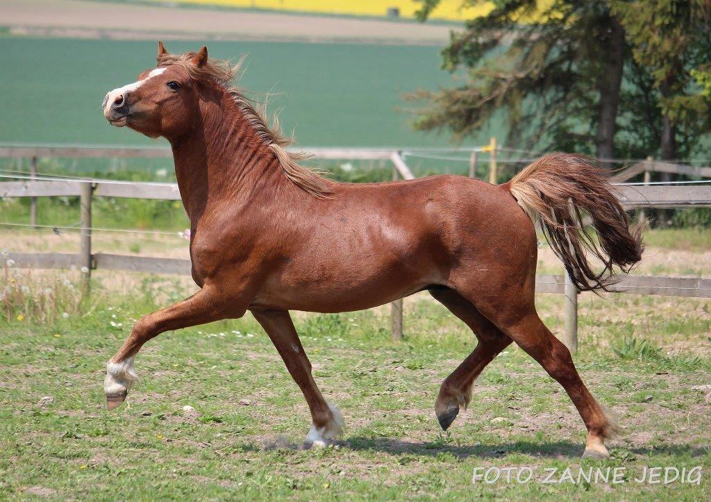 Welsh Mountain (sec A) Melanders Royal Dream - Dream 24/05 2016 billede 1