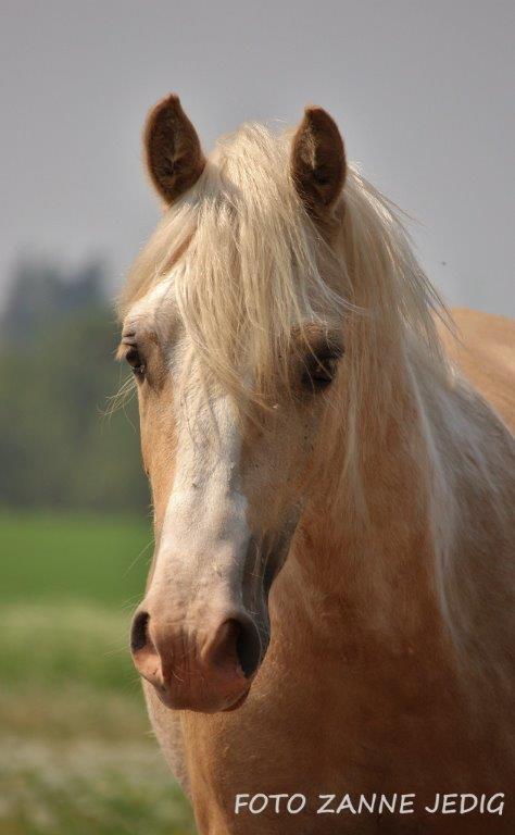 Welsh Cob (sec D) MELANDERS WILL TURNER *Avlshingst* billede 25