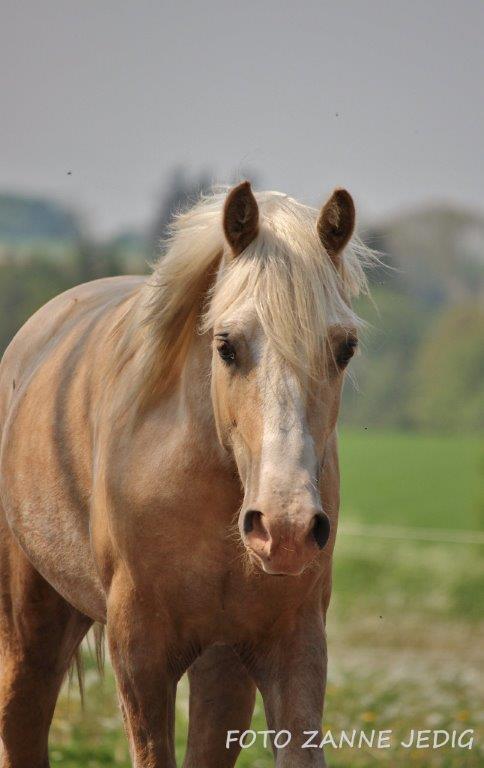 Welsh Cob (sec D) MELANDERS WILL TURNER *Avlshingst* billede 26