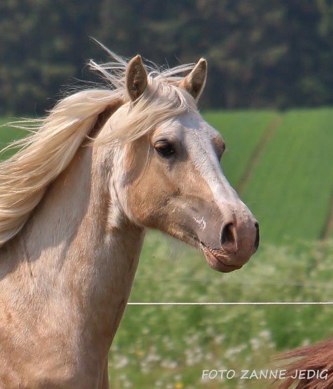 Welsh Cob (sec D) MELANDERS WILL TURNER *Avlshingst* billede 27