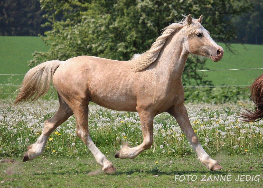 Welsh Cob (sec D) MELANDERS WILL TURNER *Avlshingst* billede 3