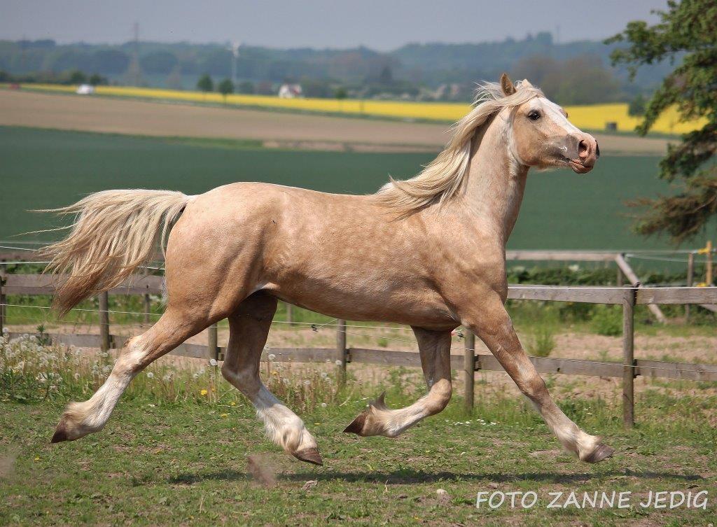 Welsh Cob (sec D) MELANDERS WILL TURNER *Avlshingst* billede 28