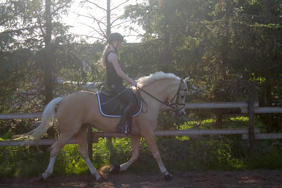 Anden særlig race FREDENS SHEER SILK - Dressurtræning sommer 2016 billede 18