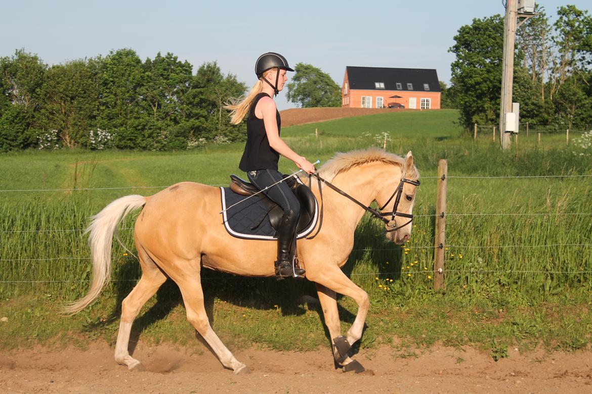 Anden særlig race FREDENS SHEER SILK - Dressurtræning sommer 2016 billede 19