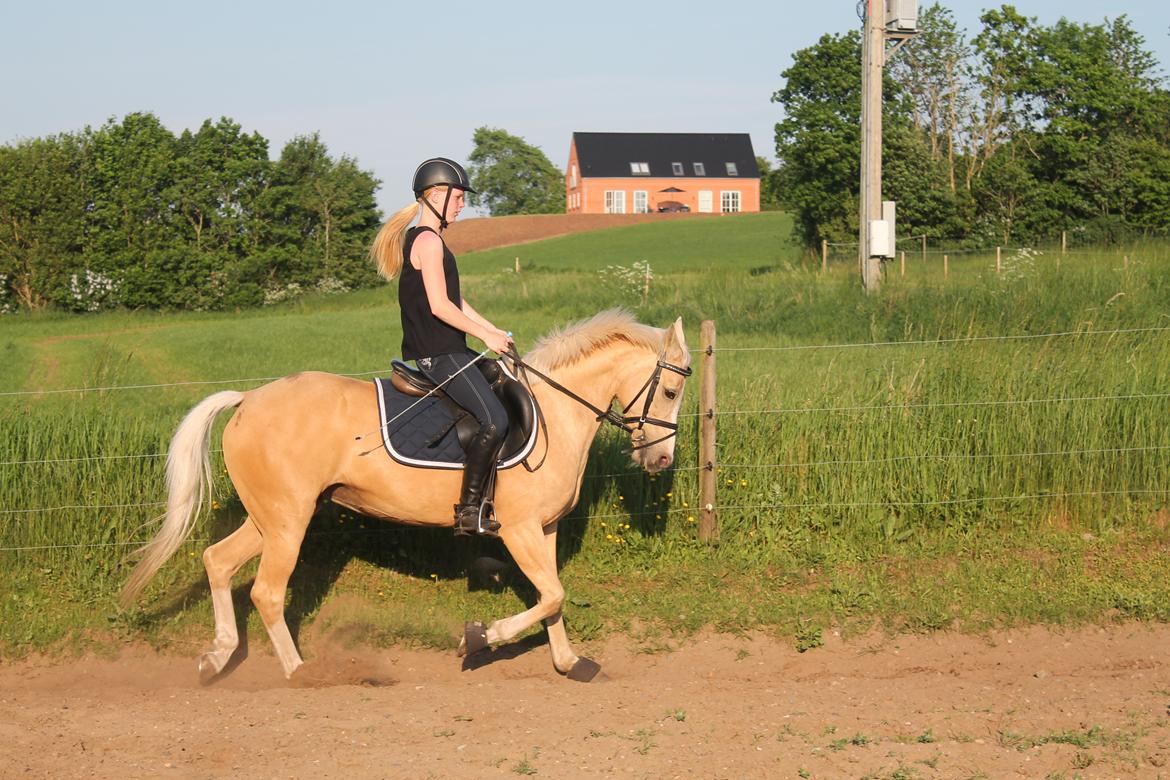 Anden særlig race FREDENS SHEER SILK - Dressurtræning sommer 2016 billede 16
