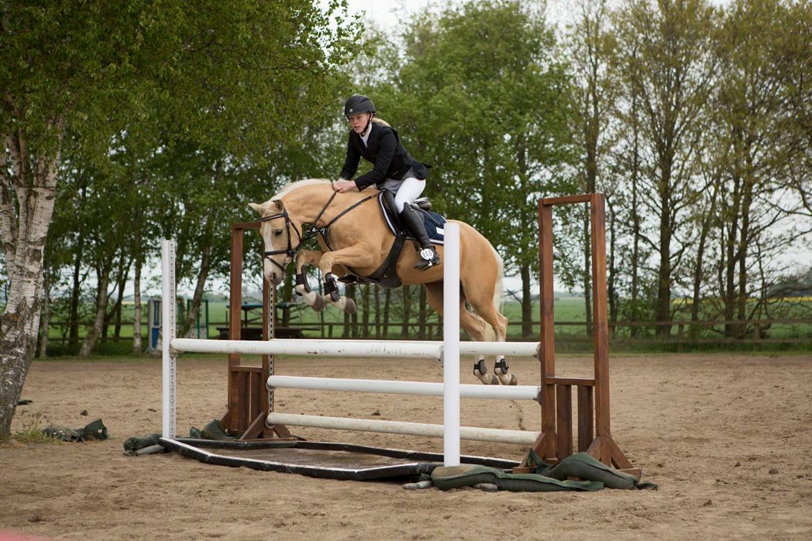 Anden særlig race FREDENS SHEER SILK - Stjerne pony billede 20