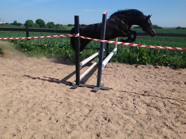 New Forest Elmholts Desiré - 4. Juni 2016 første gang vi løsspringer billede 6