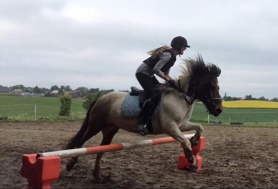 Islænder Aslan - 65 cm. dette er også første gang jeg springer på ham,  billede 4