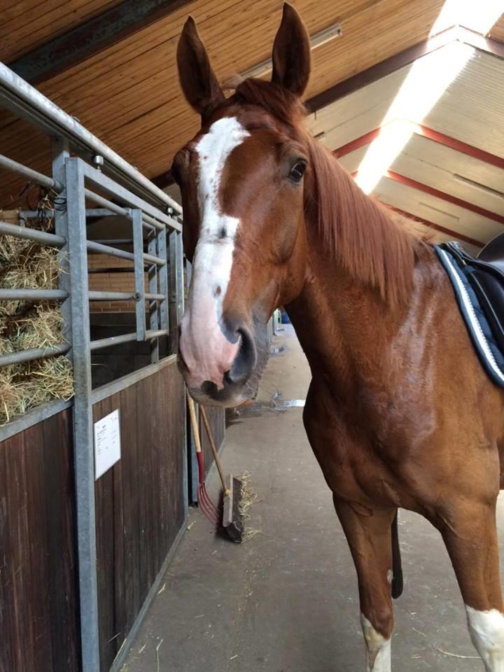 Dansk Varmblod Miró billede 14