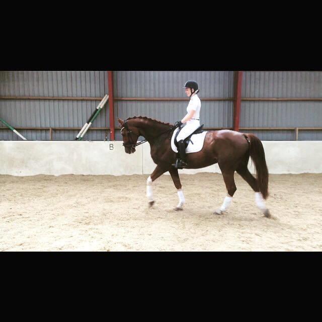 Dansk Varmblod Miró billede 15