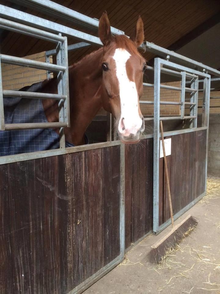 Dansk Varmblod Miró billede 16