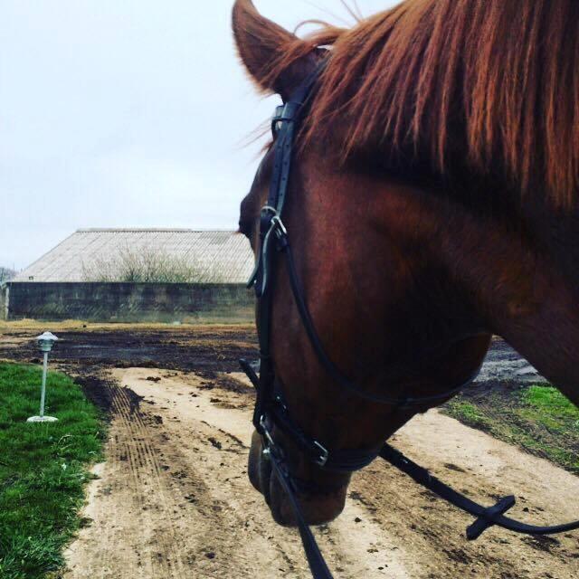 Dansk Varmblod Miró billede 18