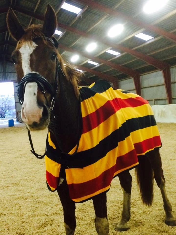 Dansk Varmblod Miró billede 19