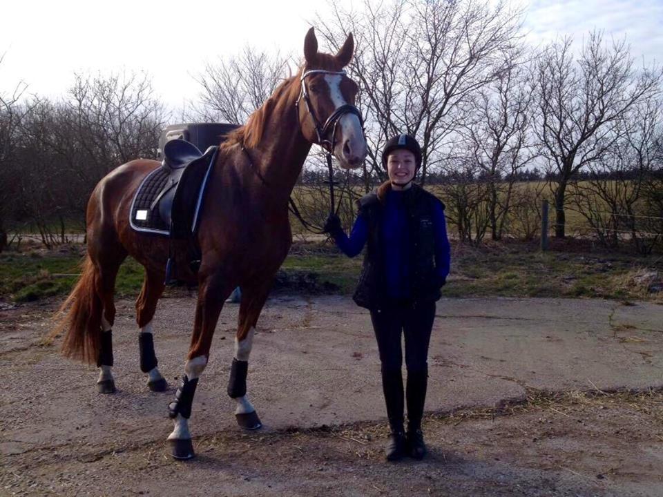 Dansk Varmblod Miró billede 20