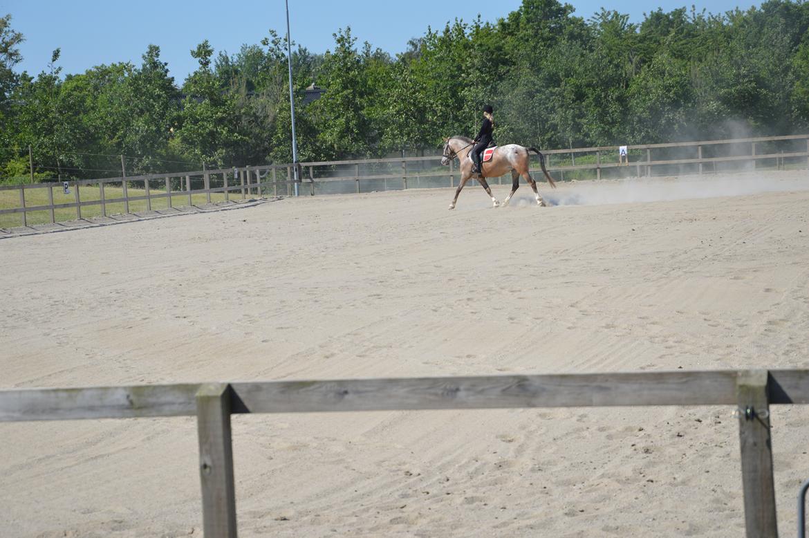 Anden særlig race Placira, Knabstupper blanding billede 5