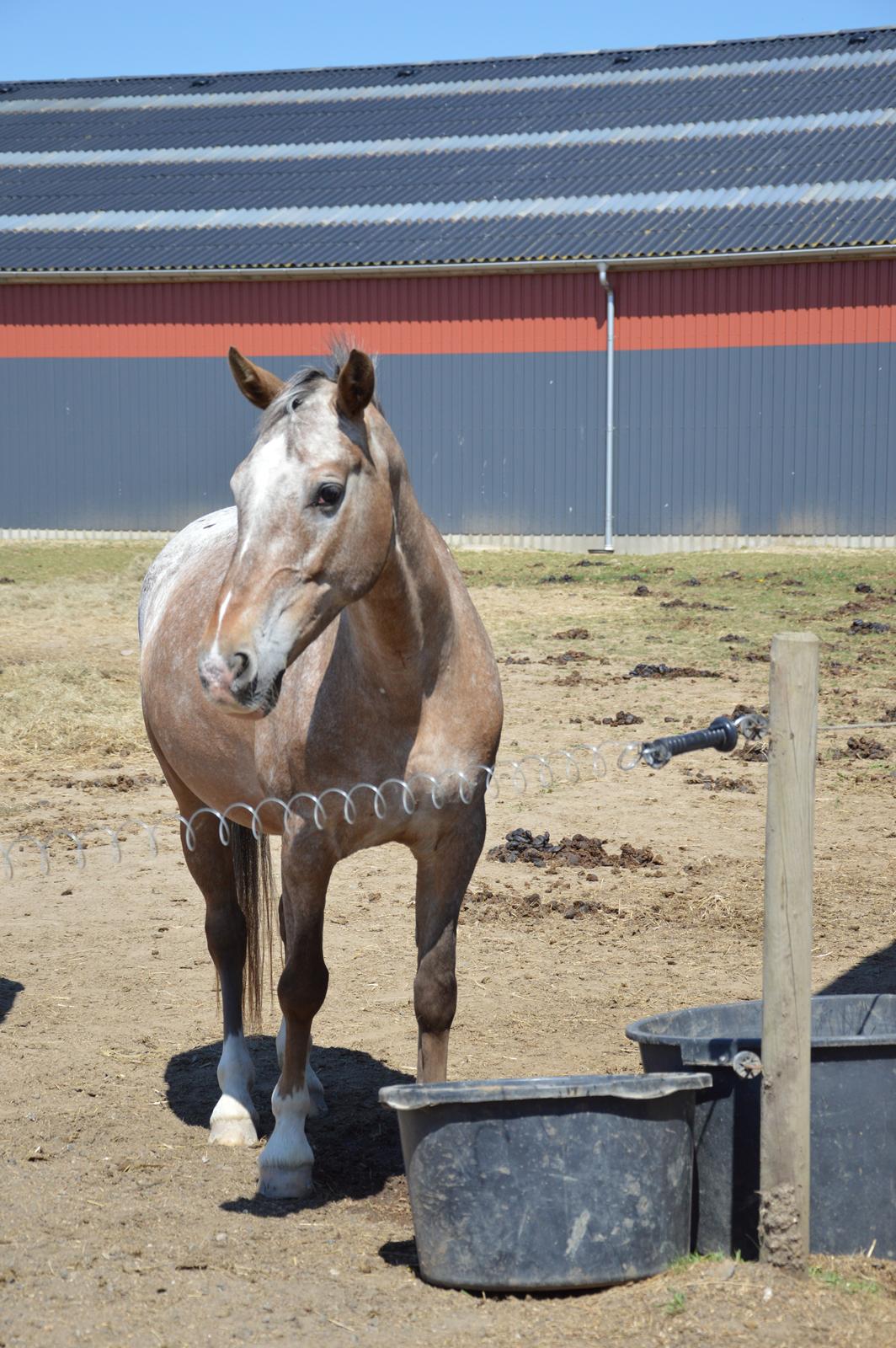 Anden særlig race Placira, Knabstupper blanding billede 10