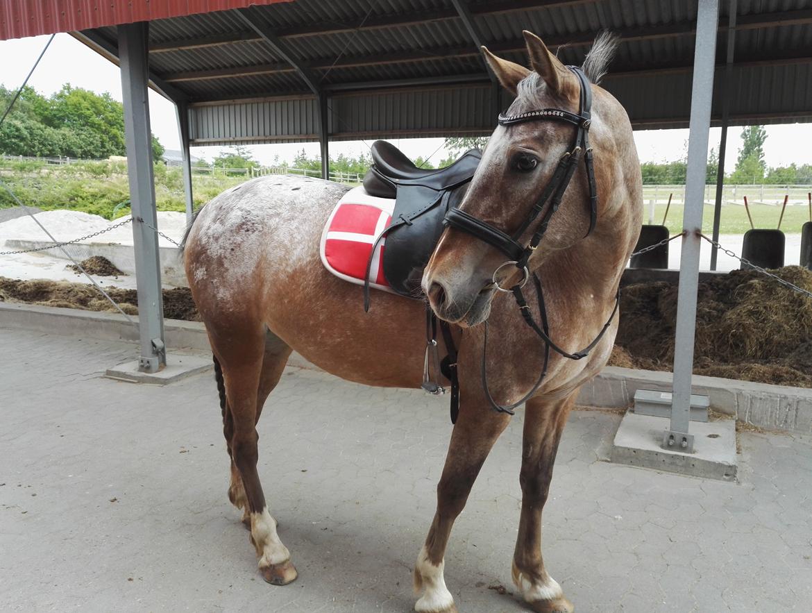 Anden særlig race Placira, Knabstupper blanding billede 3