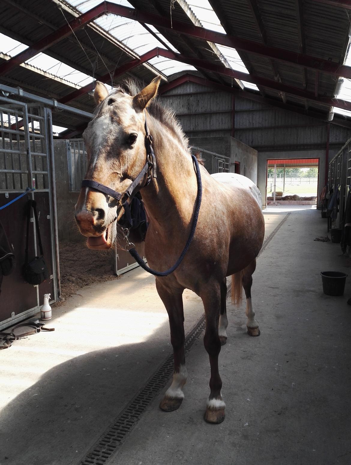 Anden særlig race Placira, Knabstupper blanding billede 6