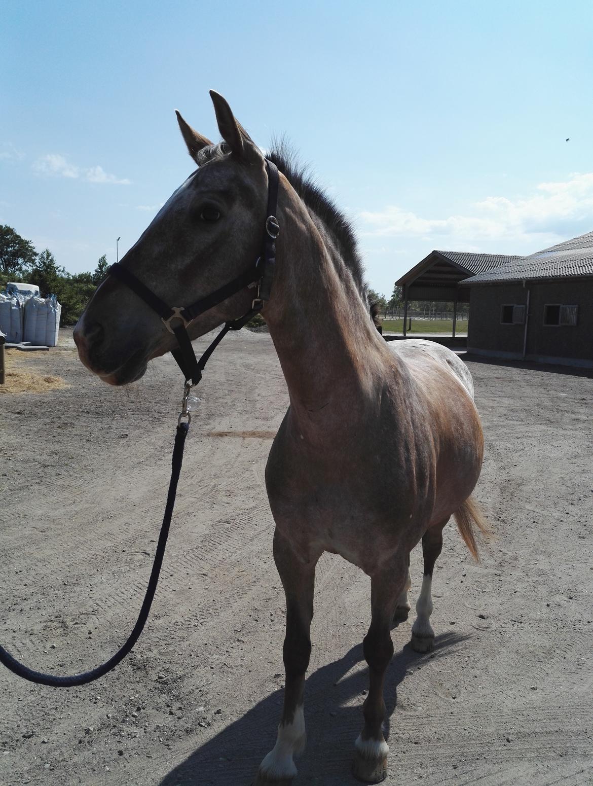 Anden særlig race Placira, Knabstupper blanding billede 8