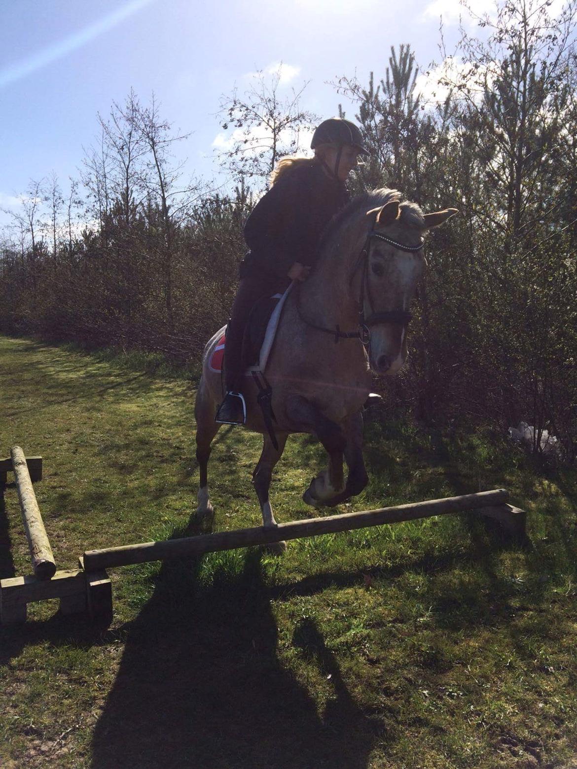 Anden særlig race Placira, Knabstupper blanding billede 11