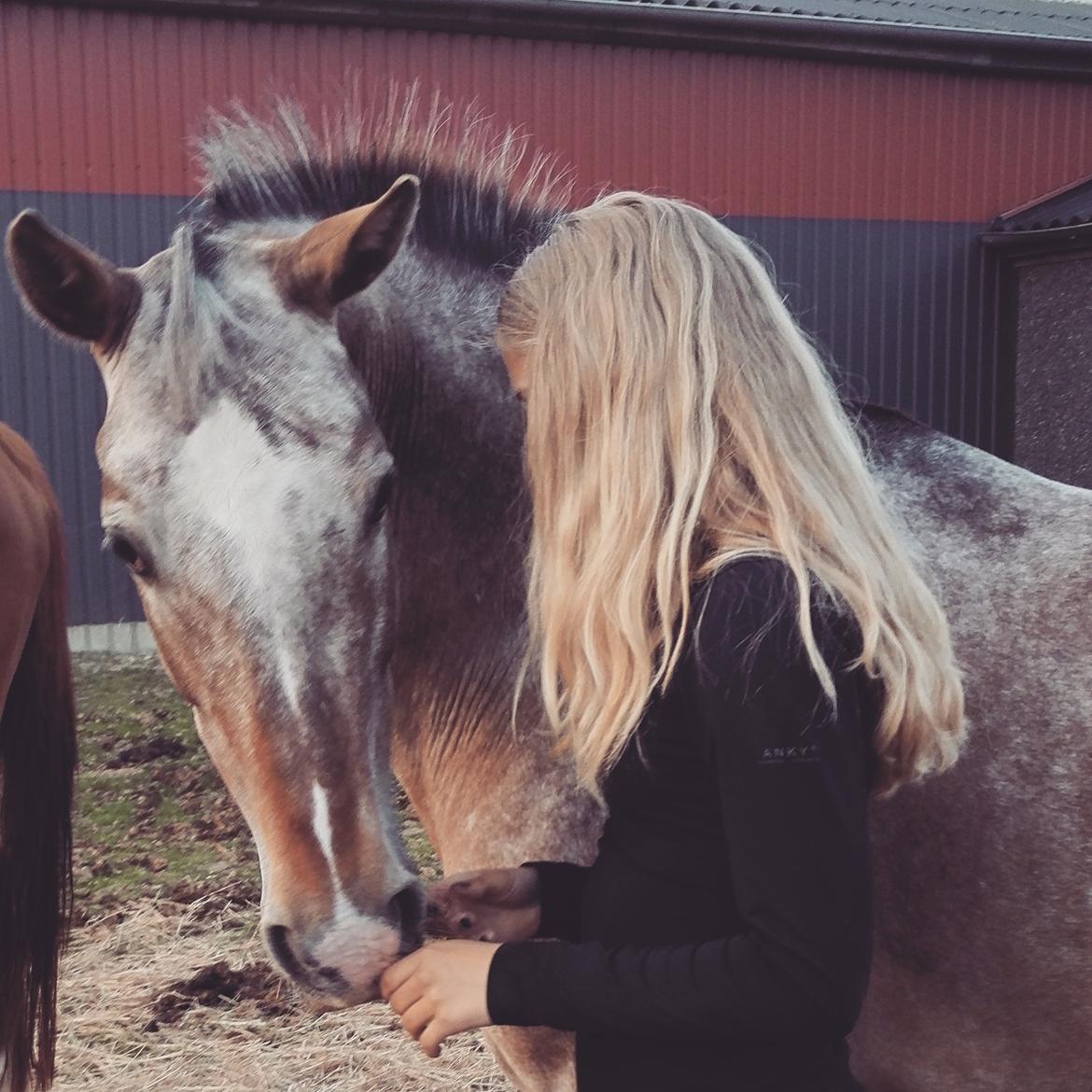 Anden særlig race Placira, Knabstupper blanding billede 12