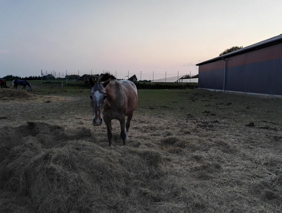 Anden særlig race Placira, Knabstupper blanding billede 13