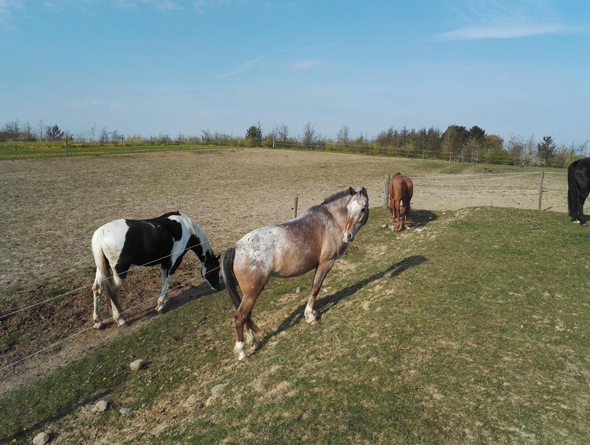 Anden særlig race Placira, Knabstupper blanding billede 14