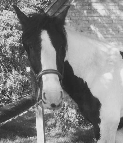 Irish Cob Romanys Cashel billede 1