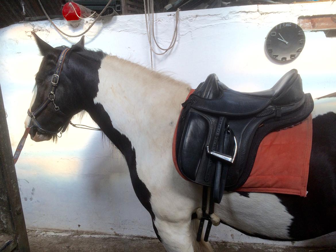 Irish Cob Romanys Cashel billede 2