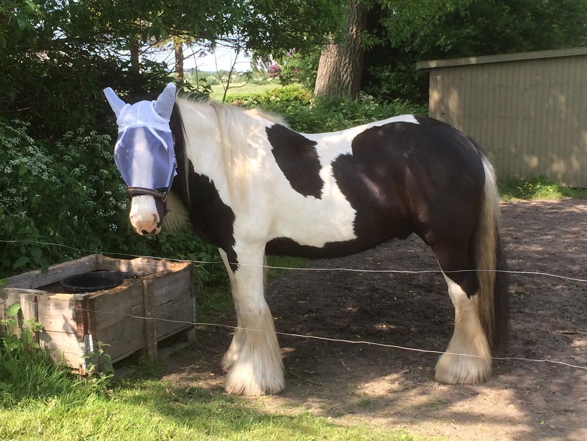 Irish Cob Romanys Cashel billede 3