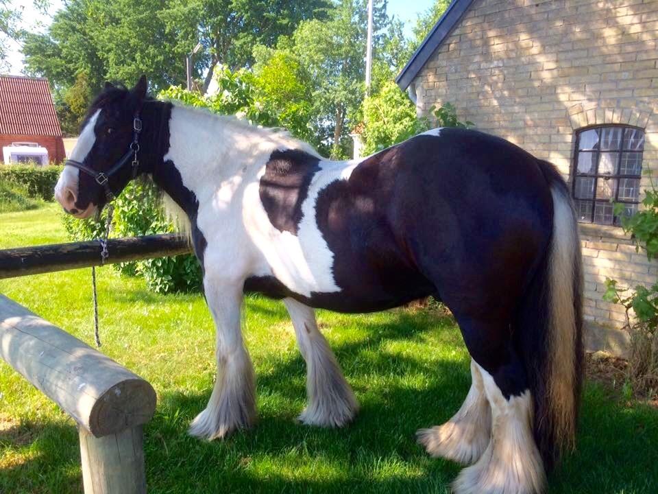 Irish Cob Romanys Cashel billede 4