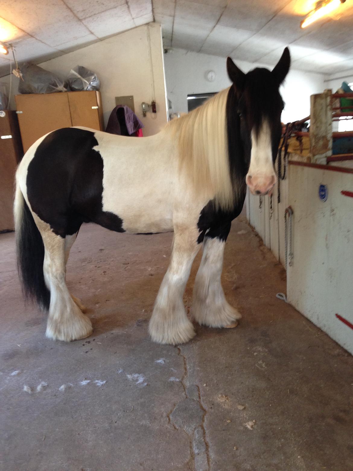 Irish Cob Romanys Cashel billede 5