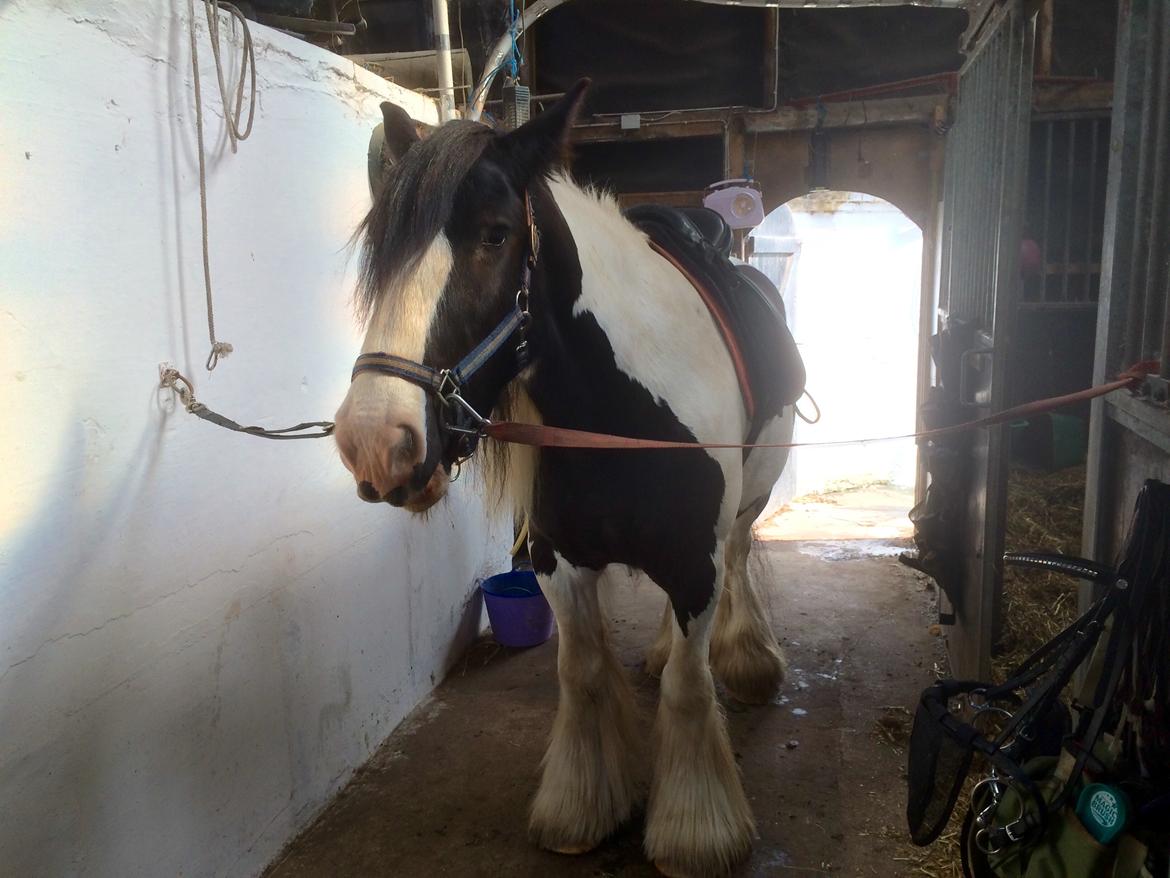 Irish Cob Romanys Cashel billede 6
