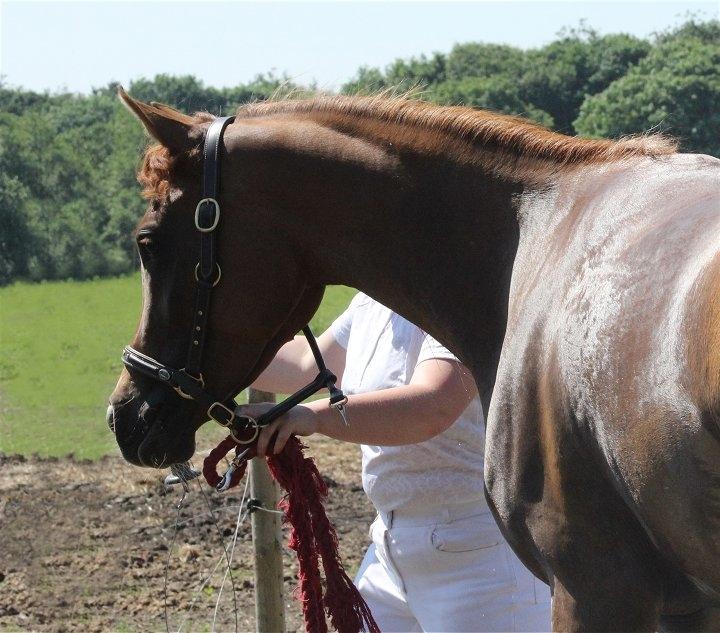 Arabisk fuldblod (OX) Shamiaah APN ( LEASET 2022-23) SOLGT - Shamiaah Juni 2016 billede 4