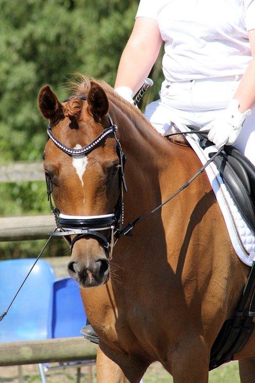 Arabisk fuldblod (OX) Shamiaah APN ( LEASET 2022-23) SOLGT - Shamiaah Juni 2016 billede 5