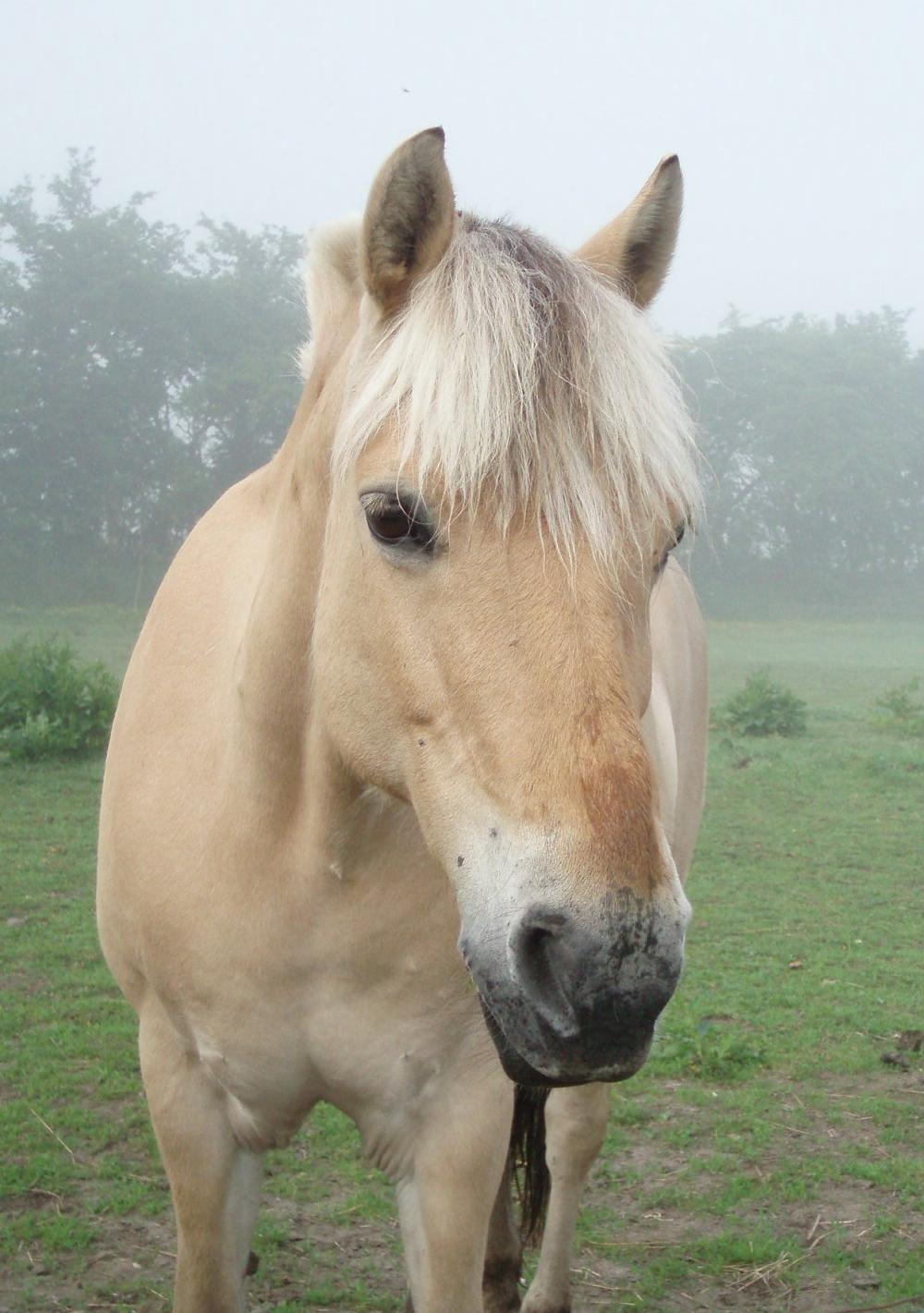 Fjordhest Vrå nikita - Elskede Nikita kl 6 om morgen d. 5 Juni 2016  billede 7