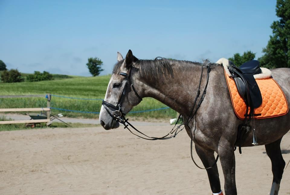 Anden særlig race Wild one billede 7