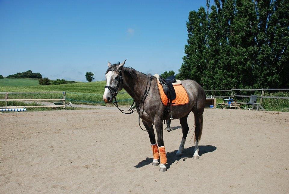 Anden særlig race Wild one billede 11