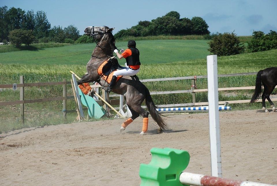 Anden særlig race Wild one billede 8