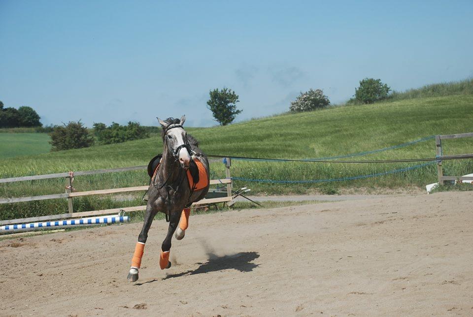 Anden særlig race Wild one billede 13