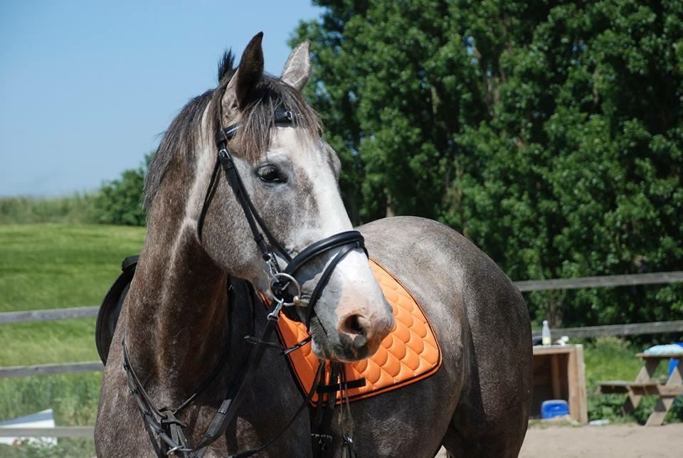 Anden særlig race Wild one billede 1